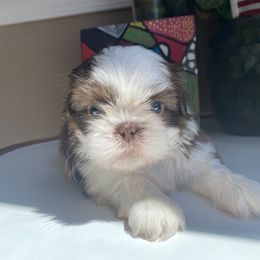 Girl 1 Stella - Liver and white female Shih Tzu puppy in Troy, Michigan from "Shihtzu Best Friend"