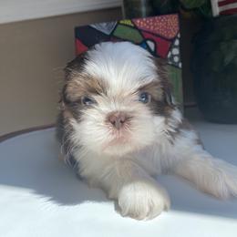 Girl 1 Stella - Liver and white female Shih Tzu puppy in Troy, Michigan from "Shihtzu Best Friend"