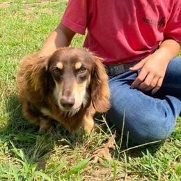 Manny - Dachshund