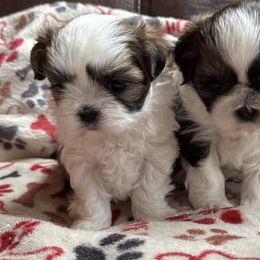 Shih Tzus from Marni's Shih Tzu Puppies