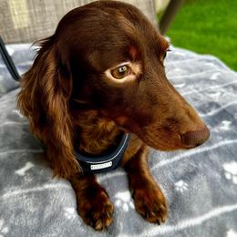 Ryan - AKC - Dachshund
