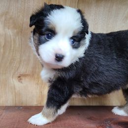 Miniature Australian Shepherd and Toy Australian Shepherd Puppies from Beasley Acres Aussies