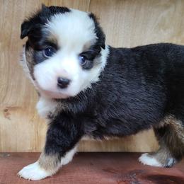Miniature Australian Shepherd and Toy Australian Shepherd Puppies from Beasley Acres Aussies