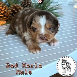 Hugh - Red merle male Miniature Australian Shepherd puppy in Jaroso, Colorado from Heaven Sent Aussies