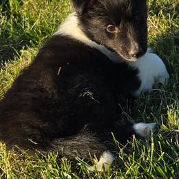 Cooper - Black and white male Shetland Sheepdog puppy in Luray, Missouri from Krayola Shelties