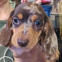 Hazel's darker dapple - Dapple female Dachshund puppy in Lyle, Washington from Wines Wienery