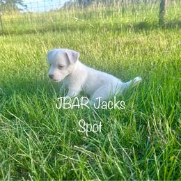 Female 4 - White female Jack Russell Terrier puppy in Bedias, Texas from JBar Jacks