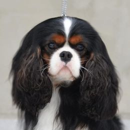 Champion Rocky - Cavalier King Charles Spaniel
