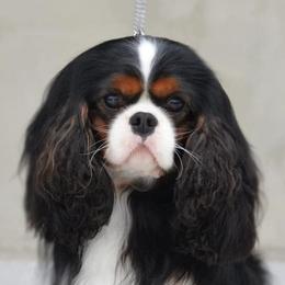 Champion Rocky - Cavalier King Charles Spaniel