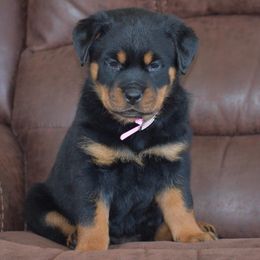 Boy 3 - Rottweiler puppy in Catawissa, Pennsylvania from Sharp Ridge Rottweilers