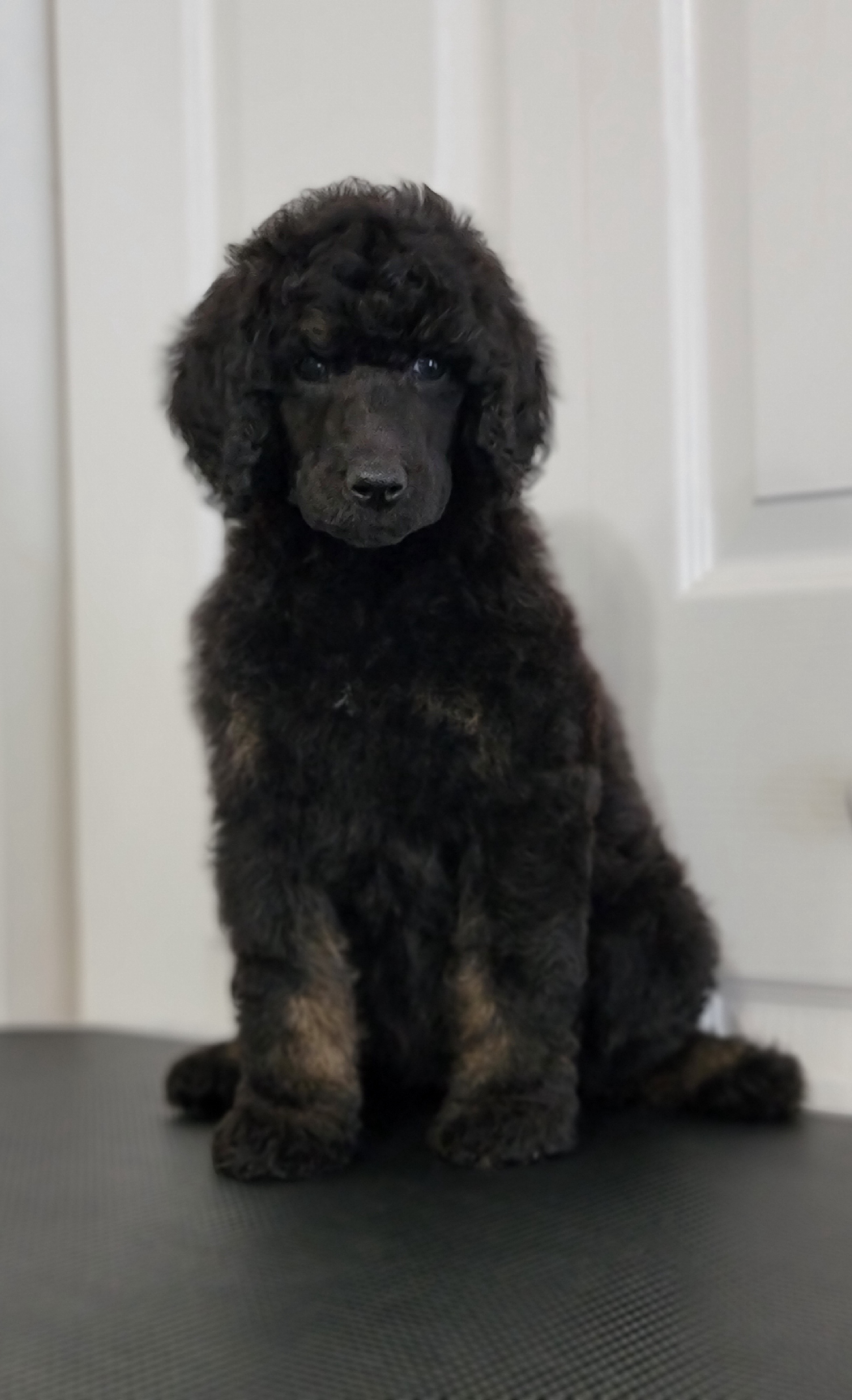 Himalaya - Phantom Poodle puppy in Philippi, West Virginia from Valley Phantom Standard Poodles