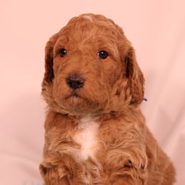 Derek - Red  male Goldendoodle puppy in Windsor, Colorado from Front Range Family Doodles