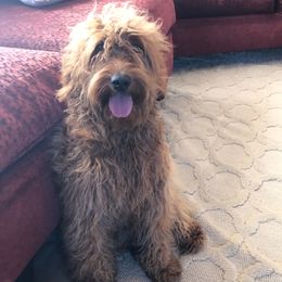 Remi - Goldendoodle