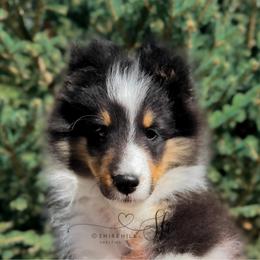 Auldie - Black white and tan male Shetland Sheepdog puppy in Windsor, Colorado from Shirehill Shelties