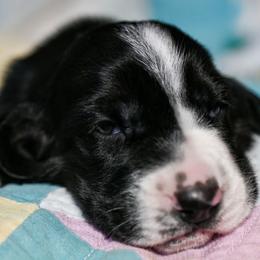 Maverick - Black and white male Basset Hound puppy in Knoxville, Tennessee from Well Hounded Bassets