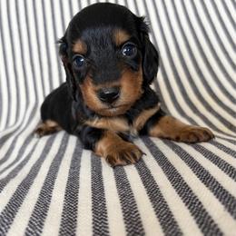 Black and tan girl 1 - Black and tan female Dachshund puppy in Elkhart, Indiana from Hart City Dachshunds