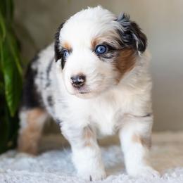 Pacey - Blue merle male Miniature American Shepherd puppy in Tonopah, Arizona from King's Miniature American Shepherds