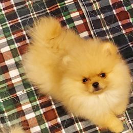 Pomeranian Puppies from Kayra Pomeranians