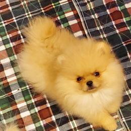 Pomeranian Puppies from Kayra Pomeranians