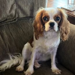 Lilibet - Cavalier King Charles Spaniel
