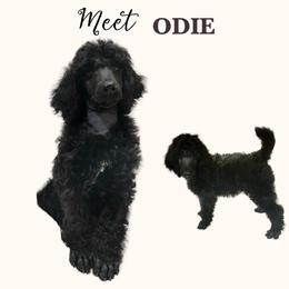 ODIE - Blue male Poodle puppy in Charlo, Montana from Heavenly Hilltop Farm