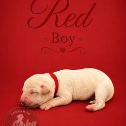 Red Collar Boy - Yellow male Labrador Retriever puppy in Las Vegas, Nevada from Lucky Labrador Retrievers