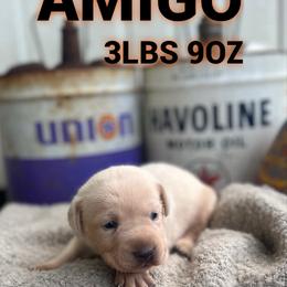 Amigo - Champagne male Dilute Retriever puppy in Puyallup, Washington from 12 Door Farm Labradors