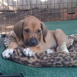 Rhodesian Ridgebacks from Hounds of Cambridge