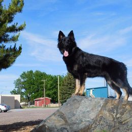 German Shepherd and Poodle All Grown Up from United Broughton Kennels