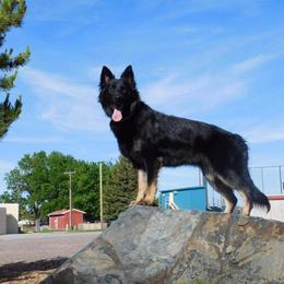 German Shepherd and Poodle All Grown Up from United Broughton Kennels
