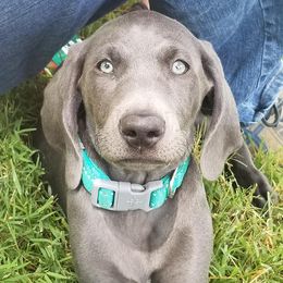 Weimaraners from Ghosts of the Sleeping Gods