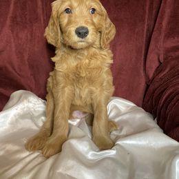 Goldendoodle Puppies from PNW Puppies