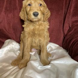 Goldendoodle Puppies from PNW Puppies