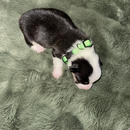 Cupid - Black and tan male Pembroke Welsh Corgi puppy in Derby, Iowa from Newton Hay & Cattle