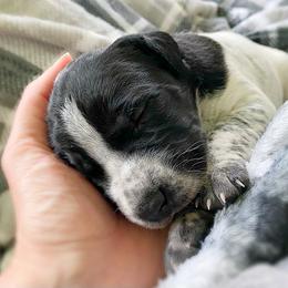 German Shorthaired Pointer Puppies from Thunder Mountain Gun Dogs