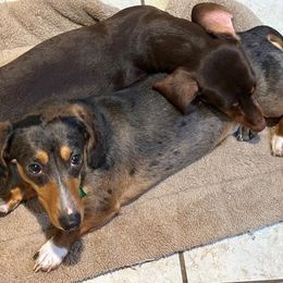 Louis - Dachshund