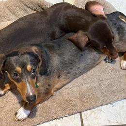 Louis - Dachshund