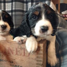 English Springer Spaniels from Blazingstar Springers