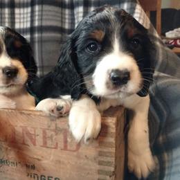 English Springer Spaniels from Blazingstar Springers