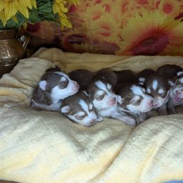 Jasper - Red and white male Pomsky puppy in Spring Hill, Florida from www.PuppyTimeEmporium.com
