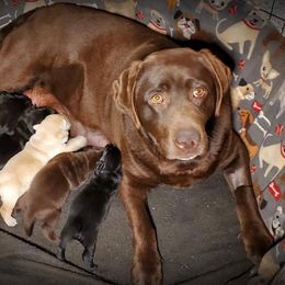 Labrador Retriever Puppies from Rycroft Labradors