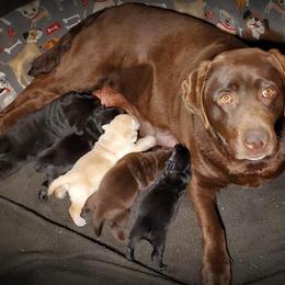 Labrador Retriever Puppies from Rycroft Labradors