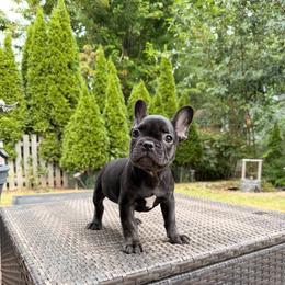Duke - Black male French Bulldog puppy in Bolingbrook, Illinois from Flores Frenchies