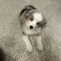 Australian Shepherd Puppies from Mud Path Australian Shepherds