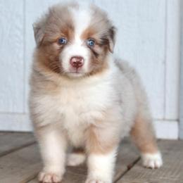 Dinah - Red merle female Australian Shepherd puppy in Star City, Arkansas from Blush & Lace Aussie Co.