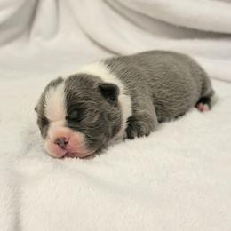 Boston Terrier Puppies from White Valley Boston Terriers