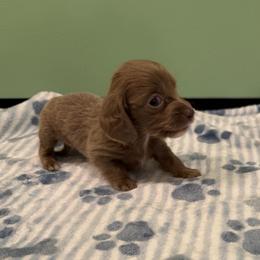 Saturn - Fawn (Isabella) male Dachshund puppy in Irving, Texas from DFW Dachshunds by G & S