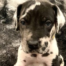 Boy 3 - Harlequin Great Dane puppy in Dundee, Michigan from Weslow AKC Danes