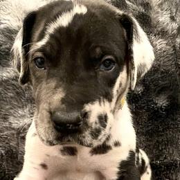 Boy 3 - Harlequin Great Dane puppy in Dundee, Michigan from Weslow AKC Danes
