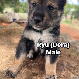 Black sesame male - Black sesame male Shikoku Ken puppy in Tribbey, Oklahoma from Osaka Ninken Shikoku